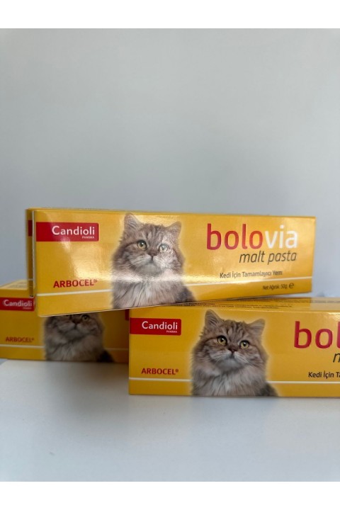 Bolovia Kedi Maltı